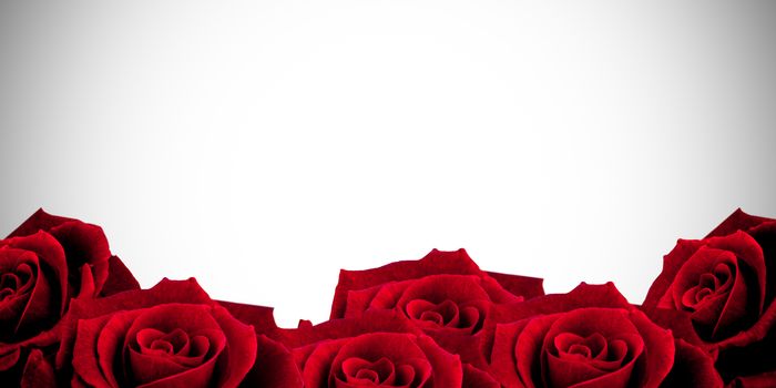 Red roses against white background with vignette