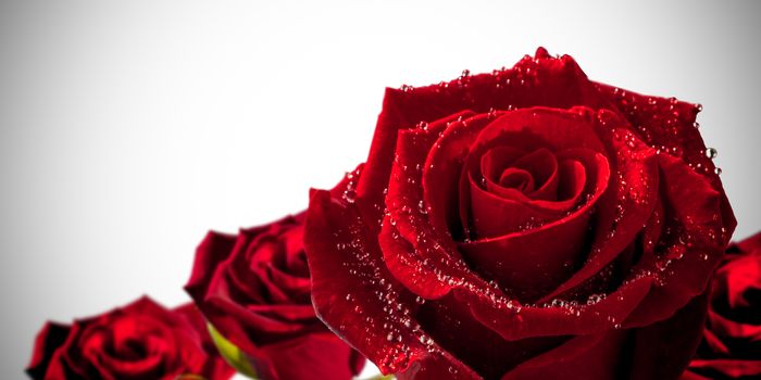 Red roses against white background with vignette