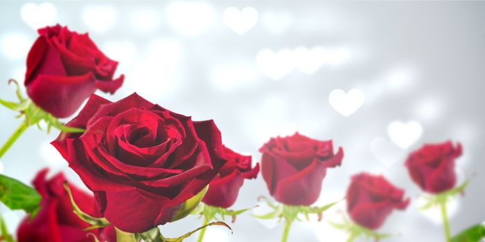 Red rose against valentines heart design