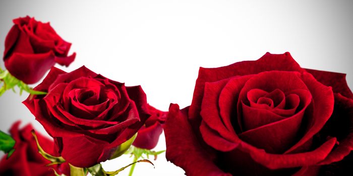 Red roses against white background with vignette