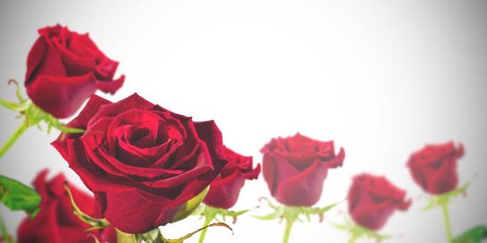 Red roses against white background with vignette