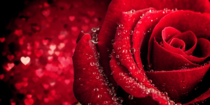 Rose against valentines heart design