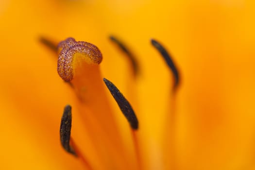 Detail - close-up - of the bloom of lily