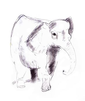 Hand drawn of the elephant