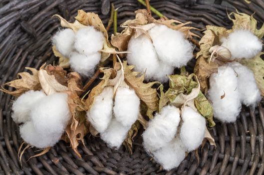 cotton - Gossypium hirsutum L. in Wicker basket
