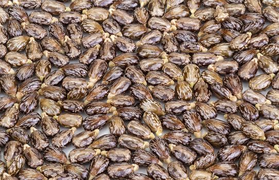 Castor oil seeds-ricinus communis