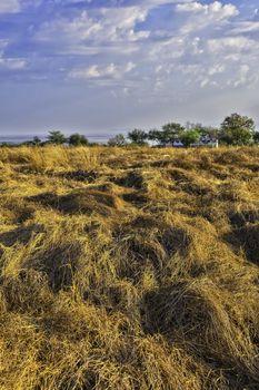 Cut, dry grass, trees and sky