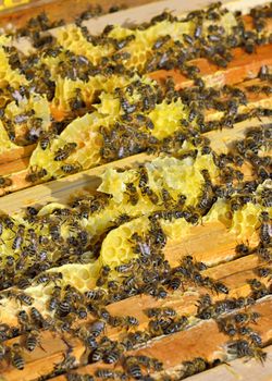 Macro shot of bees swarming on a honeycomb