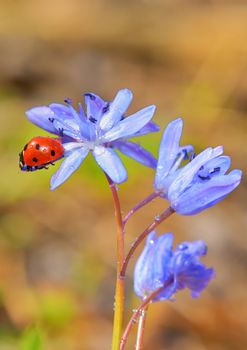 Single Ladybug on violet flowers in spring time