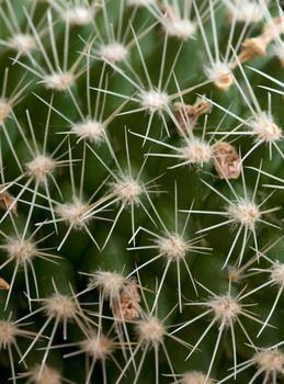 Closeup of a big Cactus full of spines