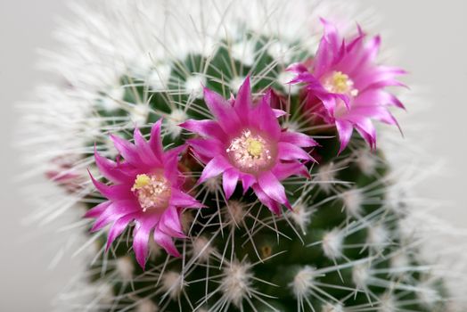 macro of pink cactus flower