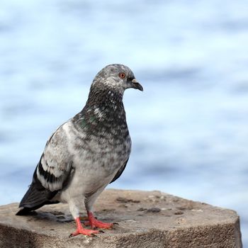 Freedom pigeon on the pole