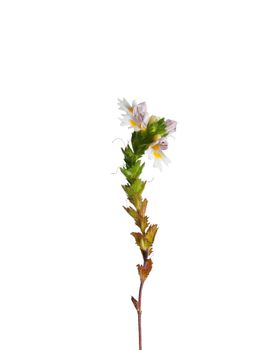 Eyebright (Euphrasia officinalis)