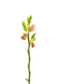 Flowering bilberry (Vaccinium myrtillus)