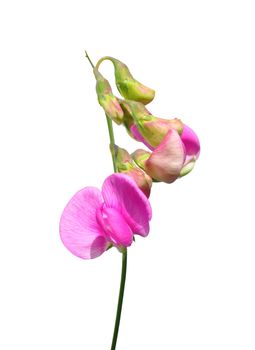 Perennial peavine (Lathyrus latifolius)