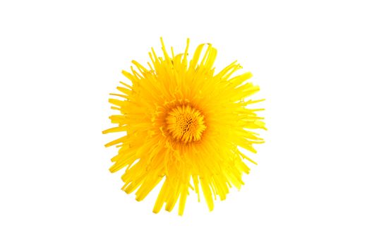 Dandelion flower