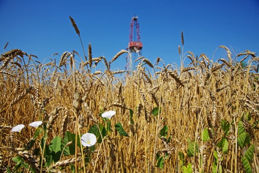 Grain field foreground. Oil rig on the background