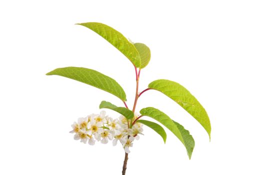 Alder buckthorn flowers (Frangula alnus)