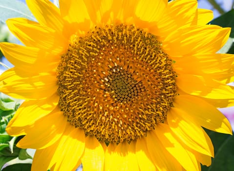 Beautiful yellow flowers of a sunflower with green leaves against the blue sky.