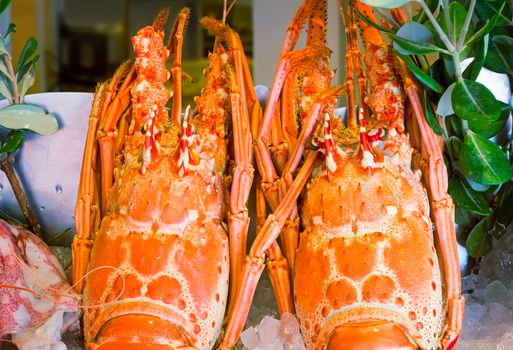 Fresh caught lobsters are stored before cooking among the ice.