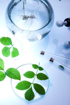 Science experiment with plant laboratory