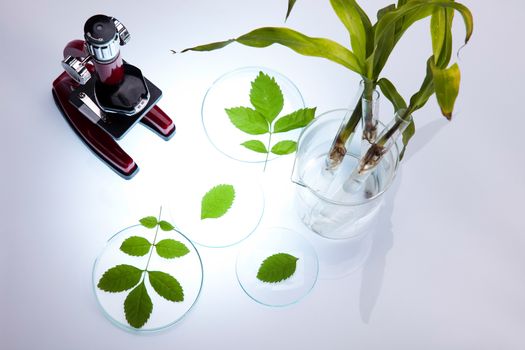 Science experiment with plant laboratory