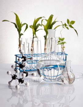 Science experiment with plant laboratory