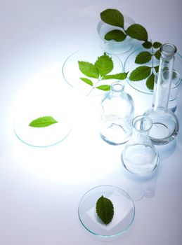 Plant in a test tube in hands of the scientist