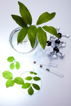 Plant in a test tube in hands of the scientist