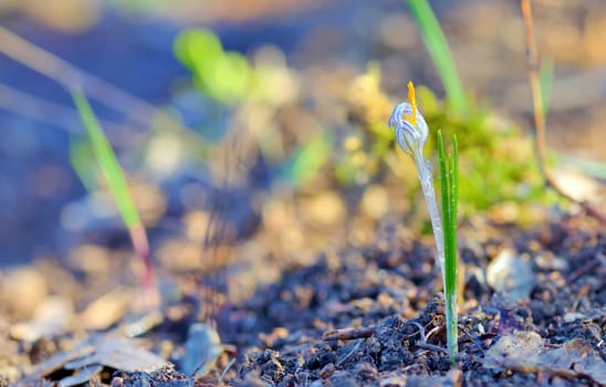 Field with white crocuses in early morning