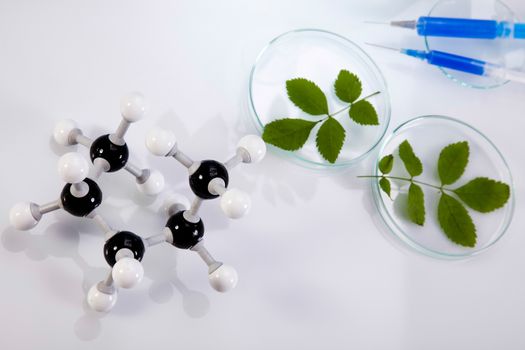 Science experiment with plant laboratory