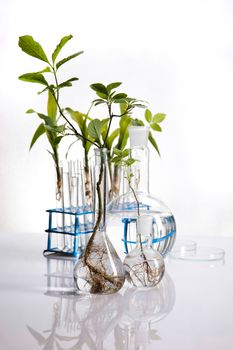 Science experiment with plant laboratory
