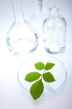 Laboratory glassware, genetically modified plant