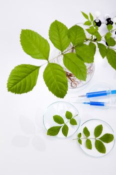 Plant in a test tube in hands of the scientist