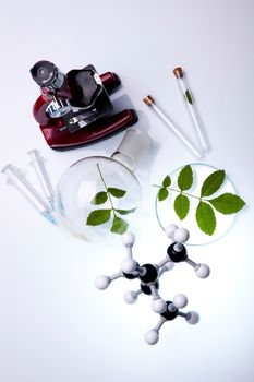 Plant in a test tube in hands of the scientist