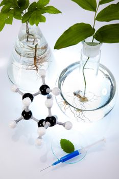 Plant in a test tube in hands of the scientist