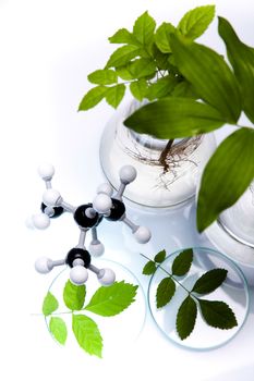 Science experiment with plant laboratory