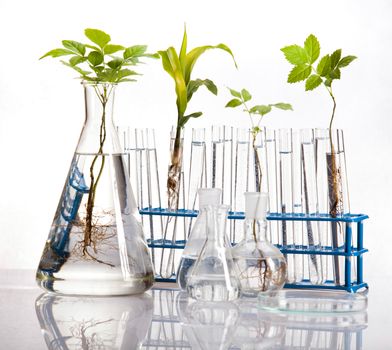 Science experiment with plant laboratory