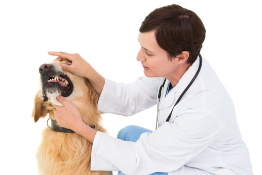 Veterinarian examining teeth of a cute dog  on white backboard
