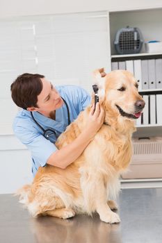 Veterinarian using otoscope to dog in medical office 
