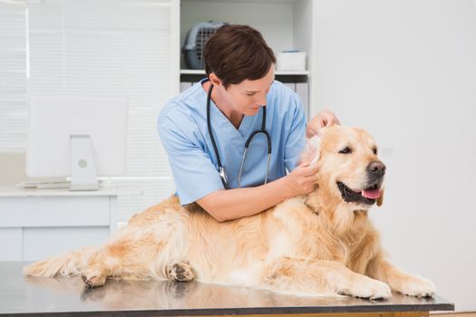 Veterinarian examining a cute dog in medical office
