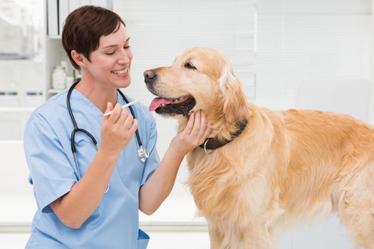 Veterinarian examining mouth of a cute dog  in medical office