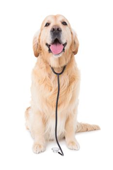 Dog with stethoscope looking at camera in white background