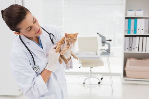 Veterinarian examining a cat in medical office 