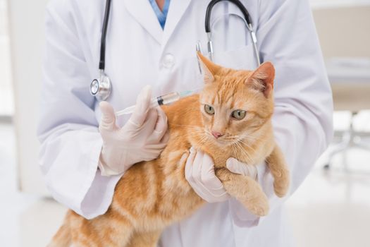 Veterinarian doing injection at a cat in medical office 