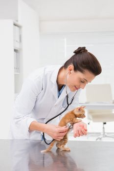 Veterinarian examining a cat with stethoscope in medical office 