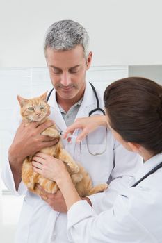 Veterinarians doing injection at a cat in medical office 