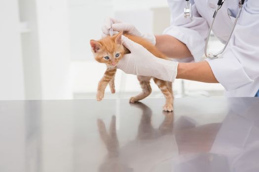 Veterinarian examining a cat in medical office 