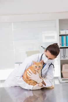 Veterinarian with surgical mask examining a cat in medical office 