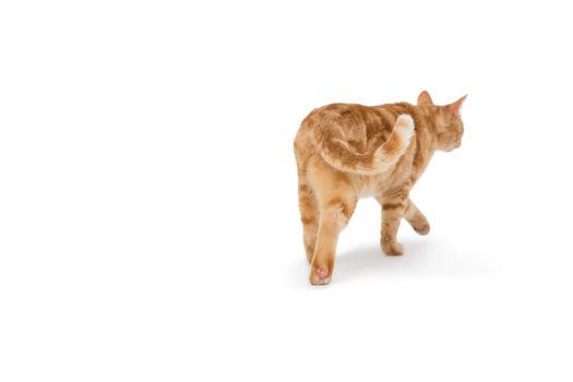 Cat walking alone on white background 